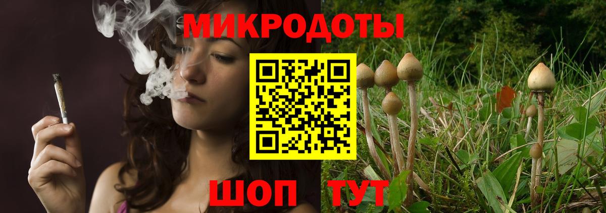 Галлюциногенные грибы Psilocybe Вязьма